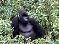 mountain_gorilla-257