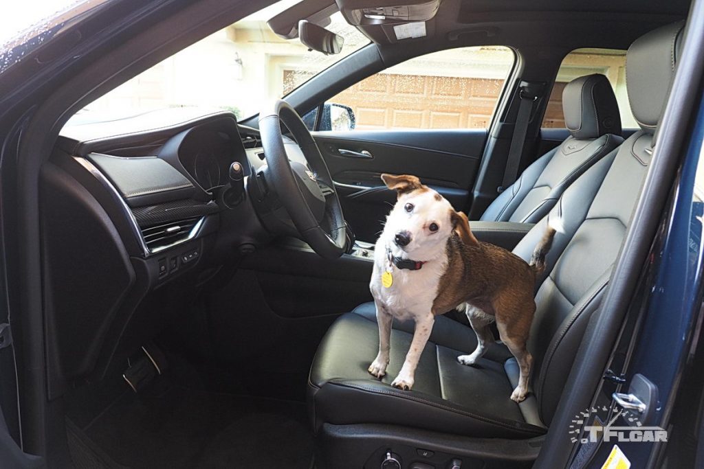 front row seats with dog seated driver's seat