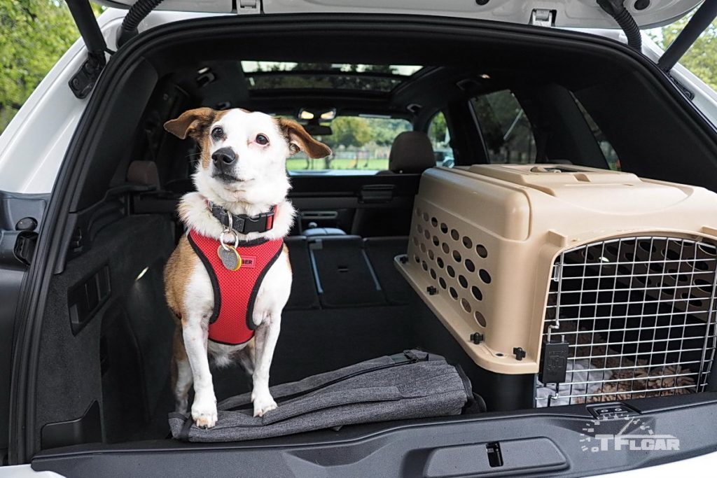 dog and her crate loaded in back of 2019 bmw x5 suv
