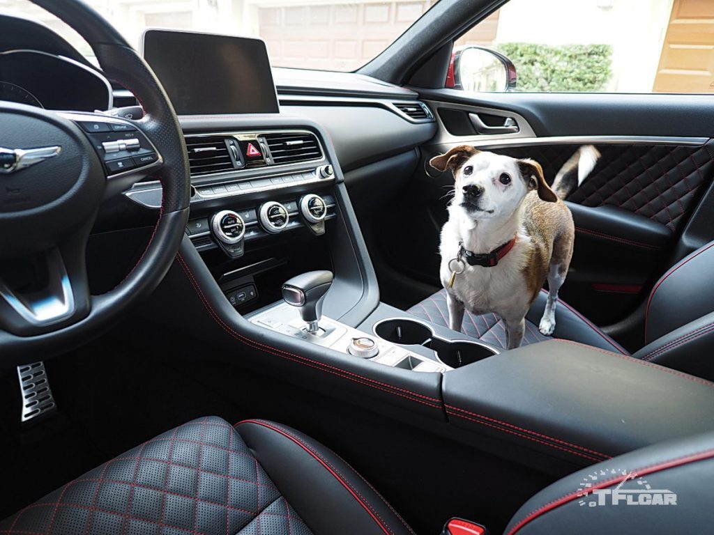little dog in front passenger seat