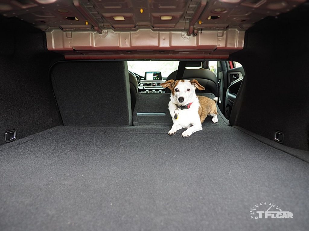 Little dog in open trunk with 60/40 folding rear seats
